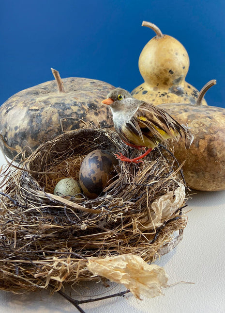 Collection of Real Natural Dried Gourds. Set of 3. Thanksgiving, Halloween, or Fall Home/Porch Decor. Store Display. Modern Farmhouse.