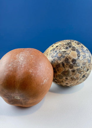 Real Natural Dried Gourds. Set of 2. Round & Long. Thanksgiving Halloween or Fall Home/Porch Decor. Rustic Retail Display. Modern Farmhouse.