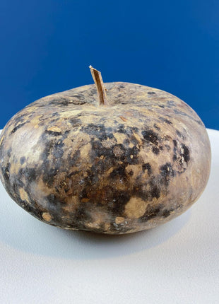 Real Natural Dried Gourds. Set of 2. Round & Long. Thanksgiving Halloween or Fall Home/Porch Decor. Rustic Retail Display. Modern Farmhouse.