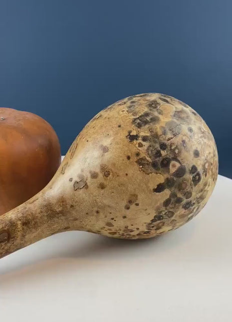 Real Natural Dried Gourds. Set of 2. Round & Long. Thanksgiving Halloween or Fall Home/Porch Decor. Rustic Retail Display. Modern Farmhouse.